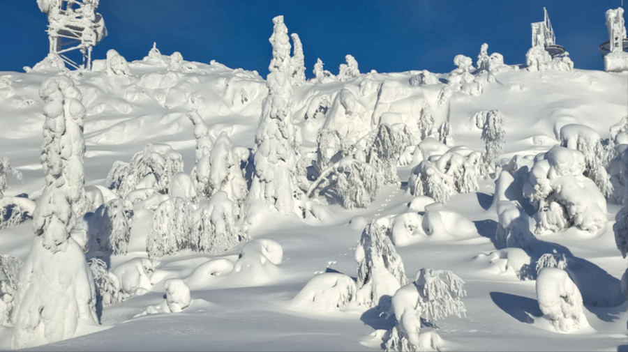 Christmas Cat in the snow at Syöte